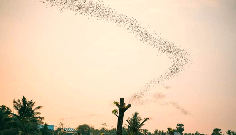 Bat-Cave-at-Phnom-Sampov